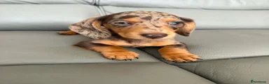 Miniature Dachshund 2