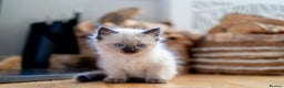 Ragdoll cats for sale: Pure Ragdol kittens ready for a new homes  - Advert 21