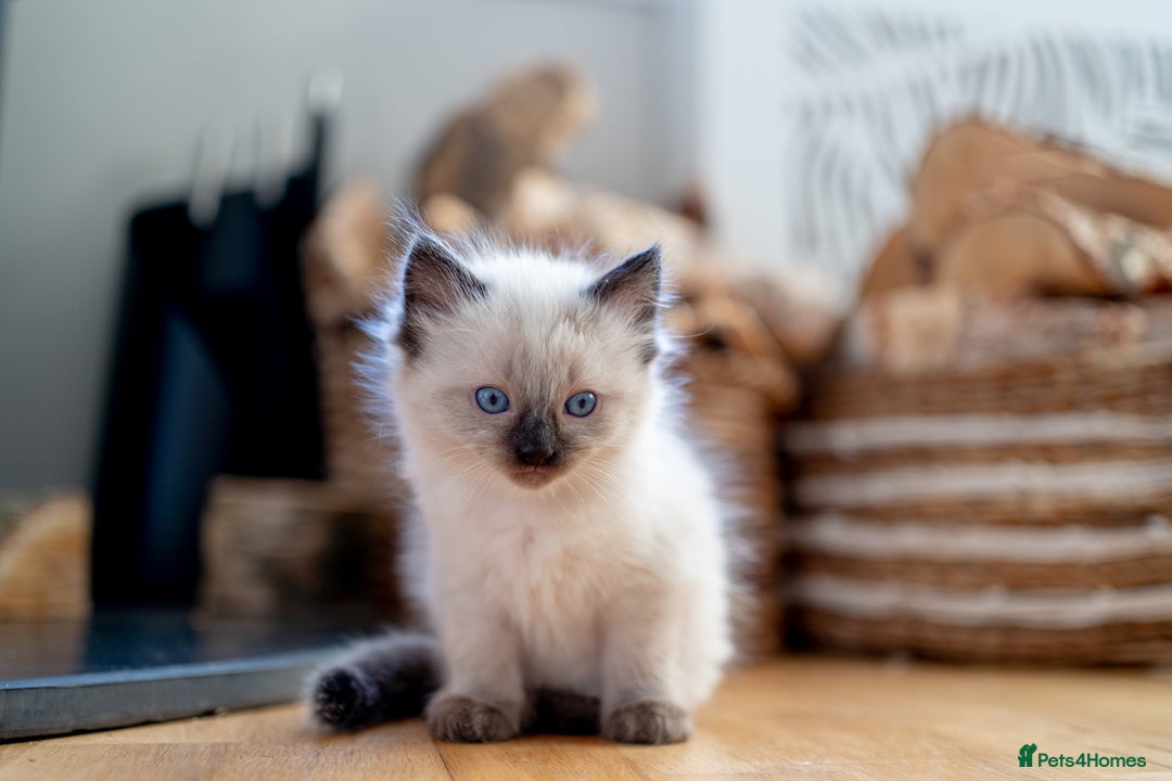 Ragdoll cats for sale: Pure Ragdol kittens ready for a new homes  - Advert 21