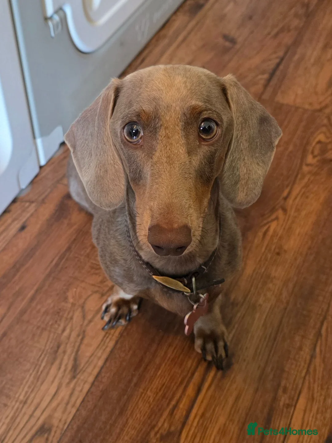 Dachshund dogs for sale: Miniature Dachshund Puppies (PRA Clear) in Clacton-on-Sea - Advert 1