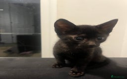 Savannah cats for sale: 1 full breed savannah girl left black  - Image 5