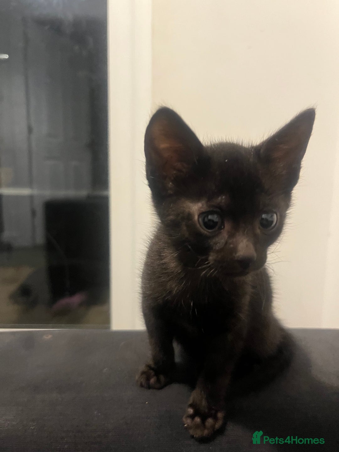 Savannah cats for sale: 1 full breed savannah girl left black  - Image 5