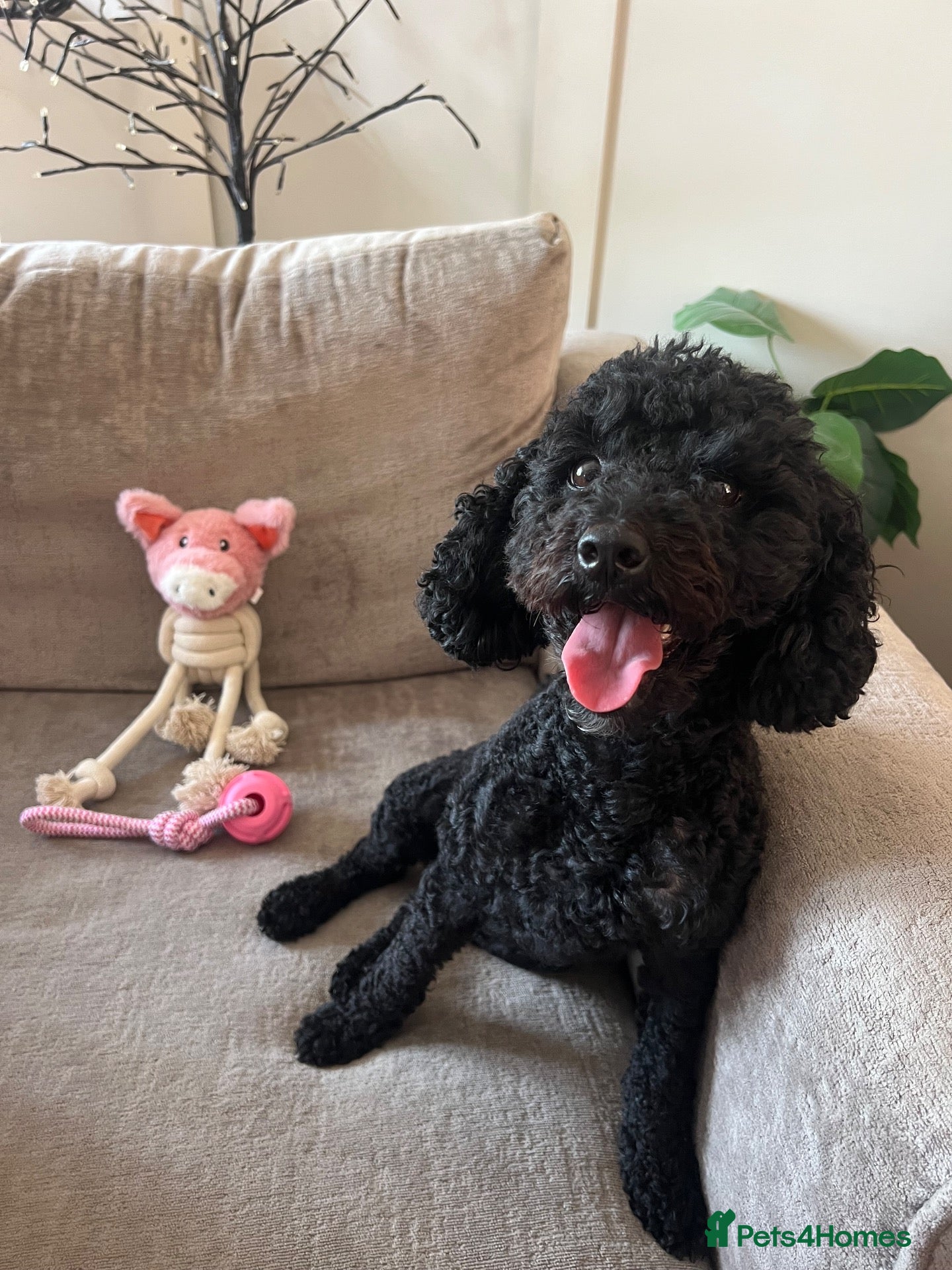 Cavapoo dogs Cavapoo puppies  - Advert 2