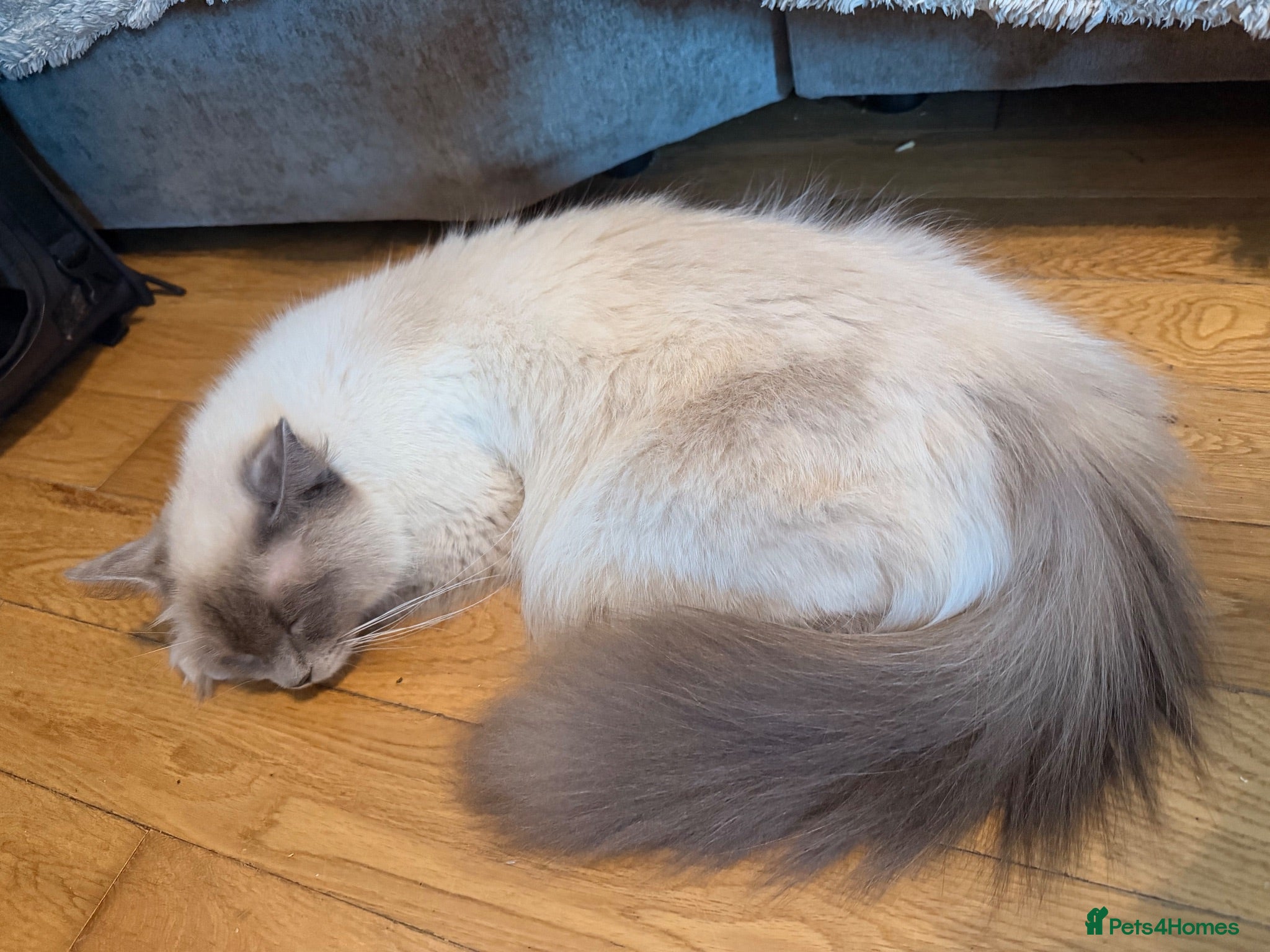 Ragdoll cats Ragdoll - Advert 2