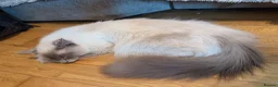 Ragdoll cats for sale: Ragdoll - Advert 5