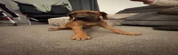 Rhodesian Ridgeback dogs for sale: Rhodesian Ridgeback puppies, health tested kc reg - Advert 8