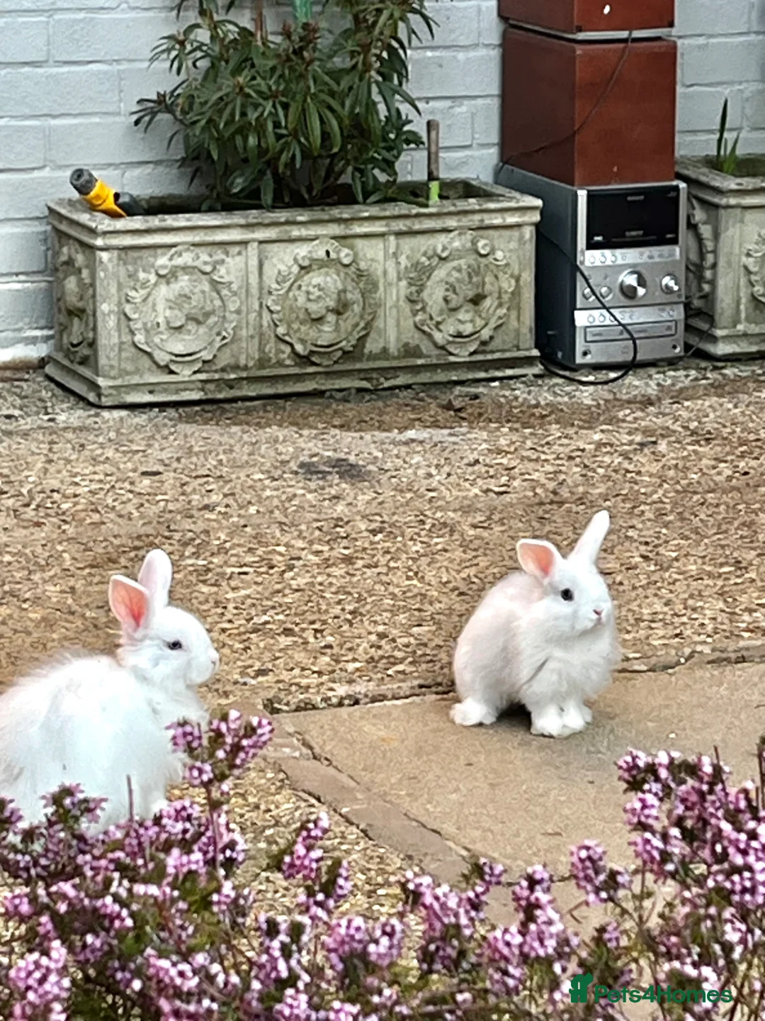 Mixed Breed rabbits for sale: Lion head mix £25 each  - Advert 2