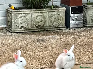 Mixed Breed rabbits Lion head mix - Advert 15