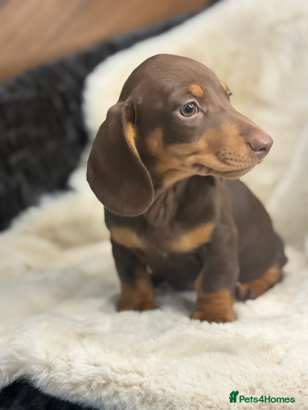 Miniature Dachshund dogs for sale: Top quality mini smooth dachshund pups  - Advert 4