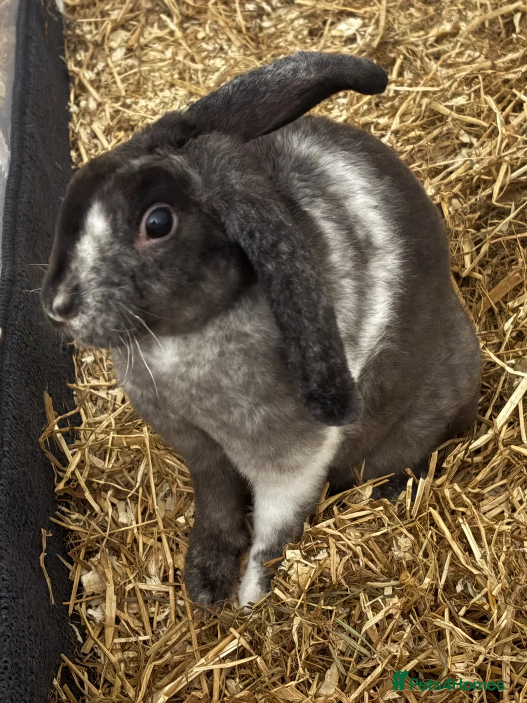 Mini Lop rabbits for sale: URGENT REHOME!! in Farnham - Advert 1