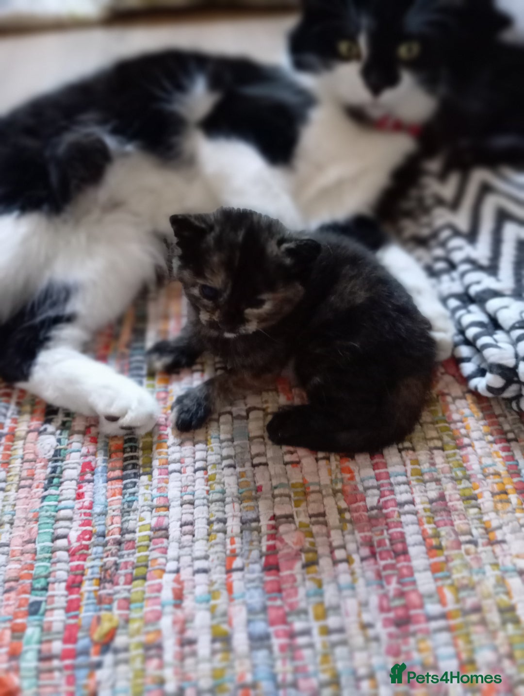 Mixed Breed cats for sale: Cute kittens - Image 21