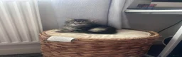 Mixed Breed cats for sale: Kittens looking forever home  in Reading - Advert 4