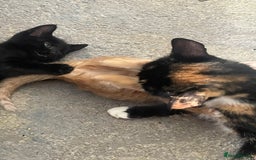Mixed Breed cats for sale: 5 KITTENS FOR SALE🥰😍 - Image 14