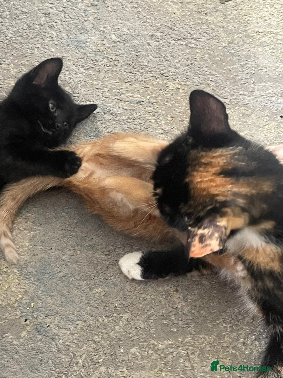 Mixed Breed cats for sale: 5 KITTENS FOR SALE🥰😍 - Image 14