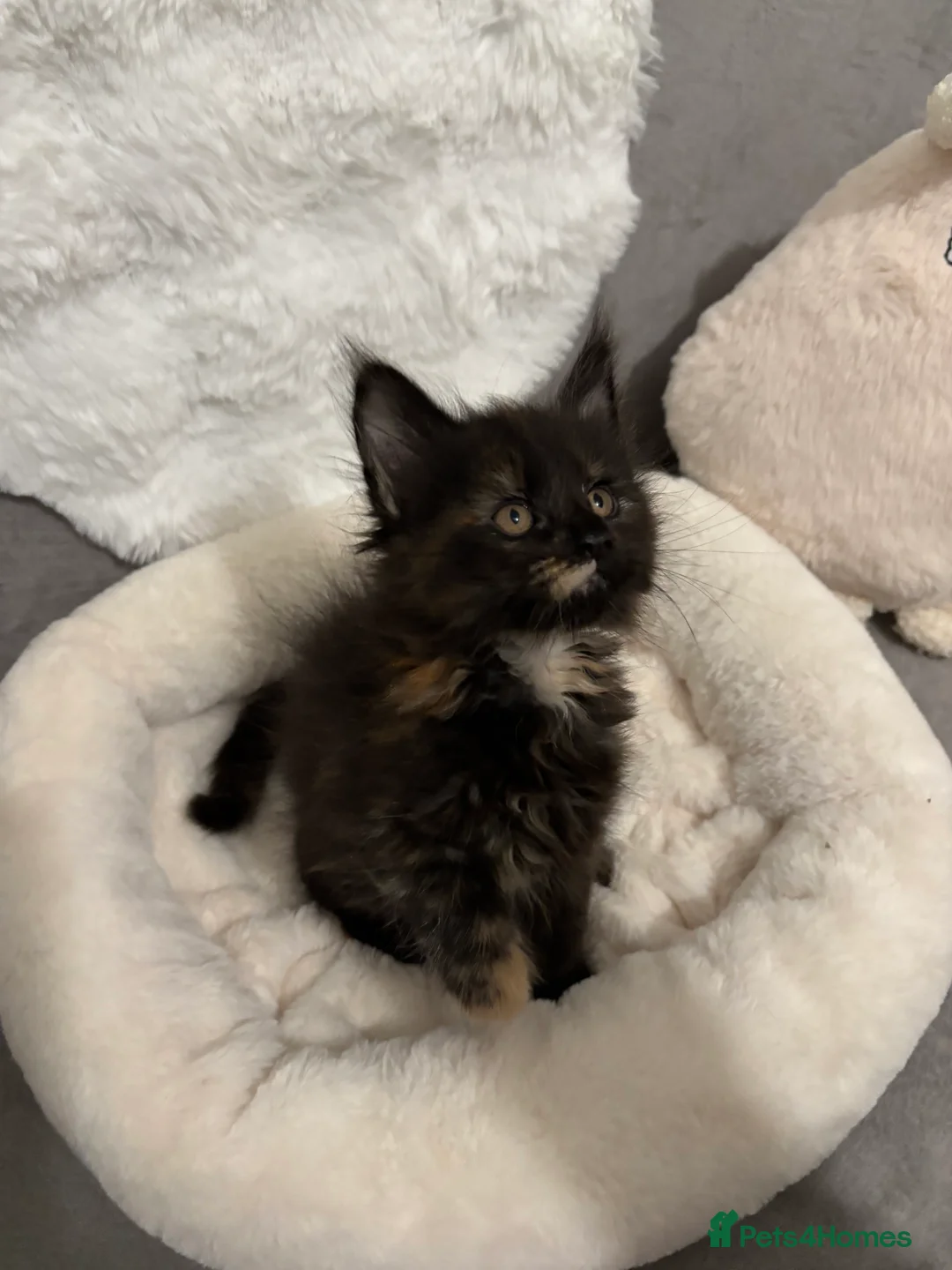 Maine Coon cats for sale: LAST GIRL Maine Coon Kitten  - Advert 10