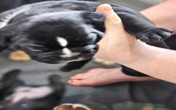 English Bulldog dogs for sale: KC Reg Champion Bloodlines 1 Girl Left £ 2800 - Image 34