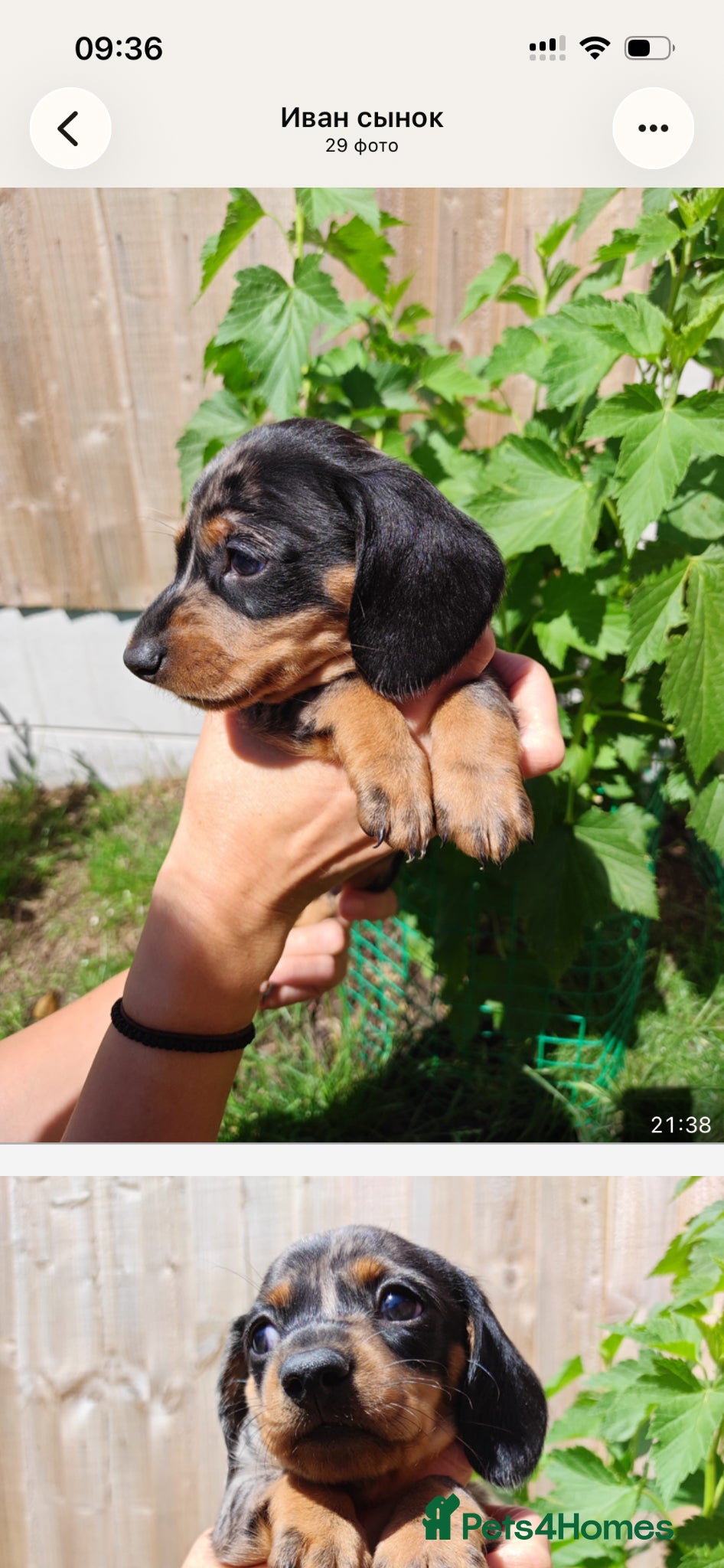 Dachshund dogs Dapple Dachshund - Advert 2