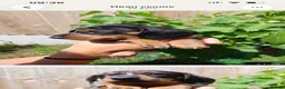Dachshund dogs for sale: Dapple Dachshund in Hyde - Advert 2