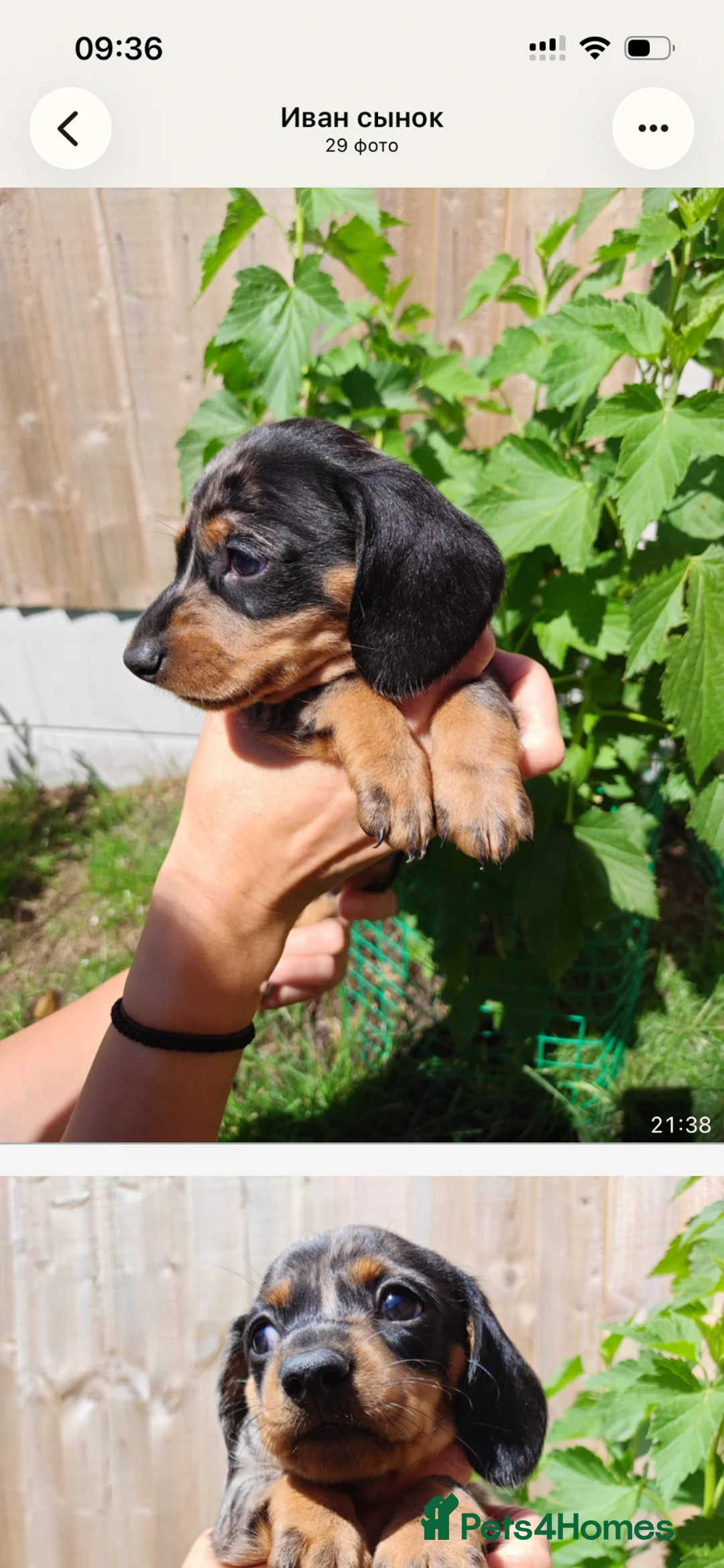 Dachshund dogs for sale: Dapple Dachshund in Hyde - Advert 2