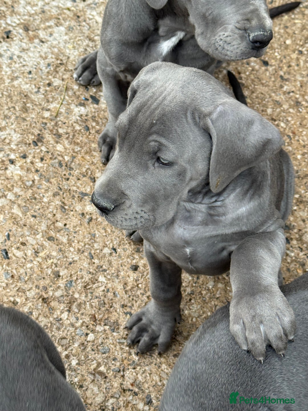 Great Dane dogs for sale: READY NOW! BLUE Kc reg Great Danes - Advert 12