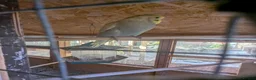 Budgerigars birds for sale: Budgies - Advert 8