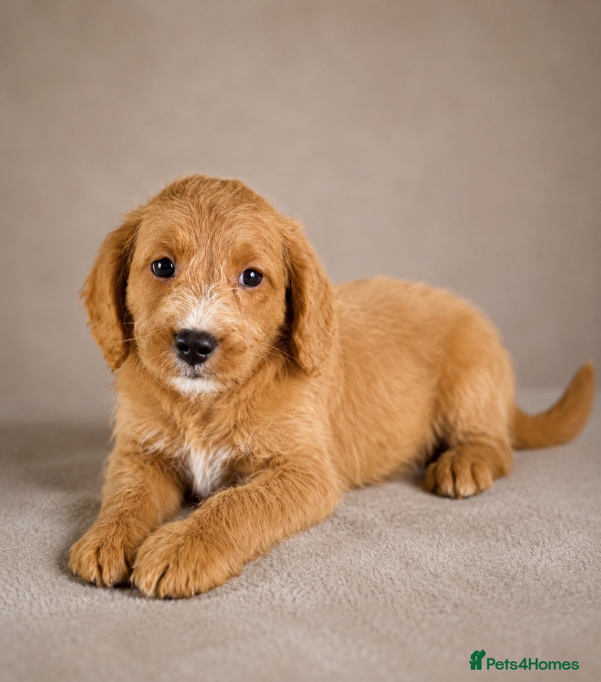 Labradoodle dogs Labradoodles ready to leave now!!  - Advert 2