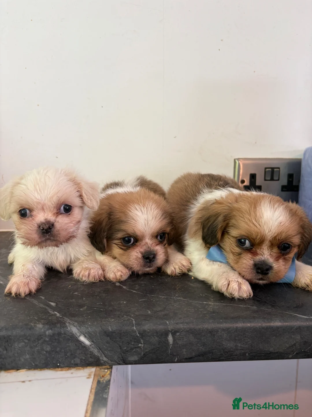 Shih Tzu dogs for sale: Stunning shihzu - Advert 1