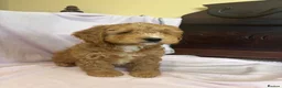 Cockapoo dogs for sale: FULLY HEALTH TESTED GOLD COCKAPOOS  - Advert 1