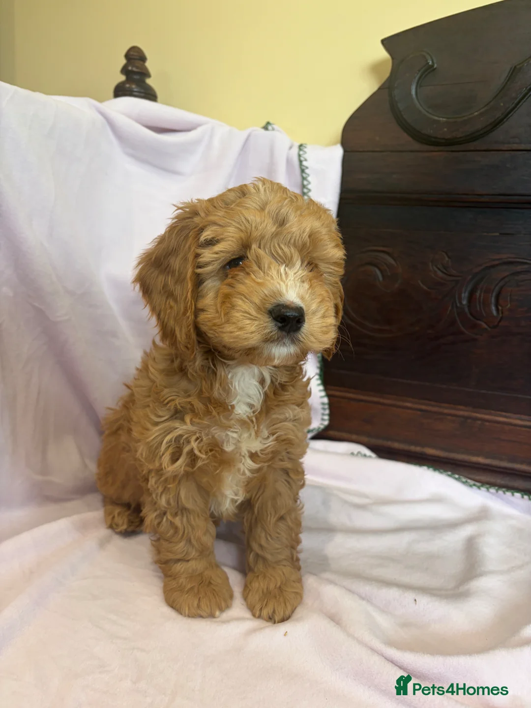 Cockapoo dogs for sale: FULLY HEALTH TESTED GOLD COCKAPOOS  - Advert 1