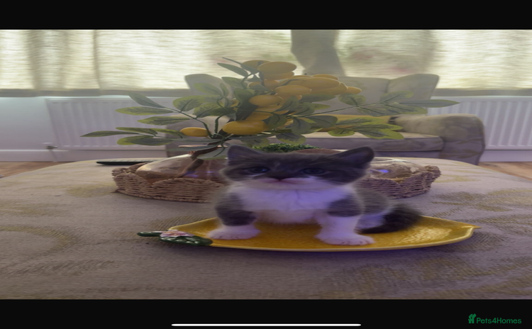 British Shorthair cats - Advert 2