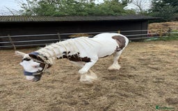 Irish Cob horses for sale: 2 year old cob - Image 2