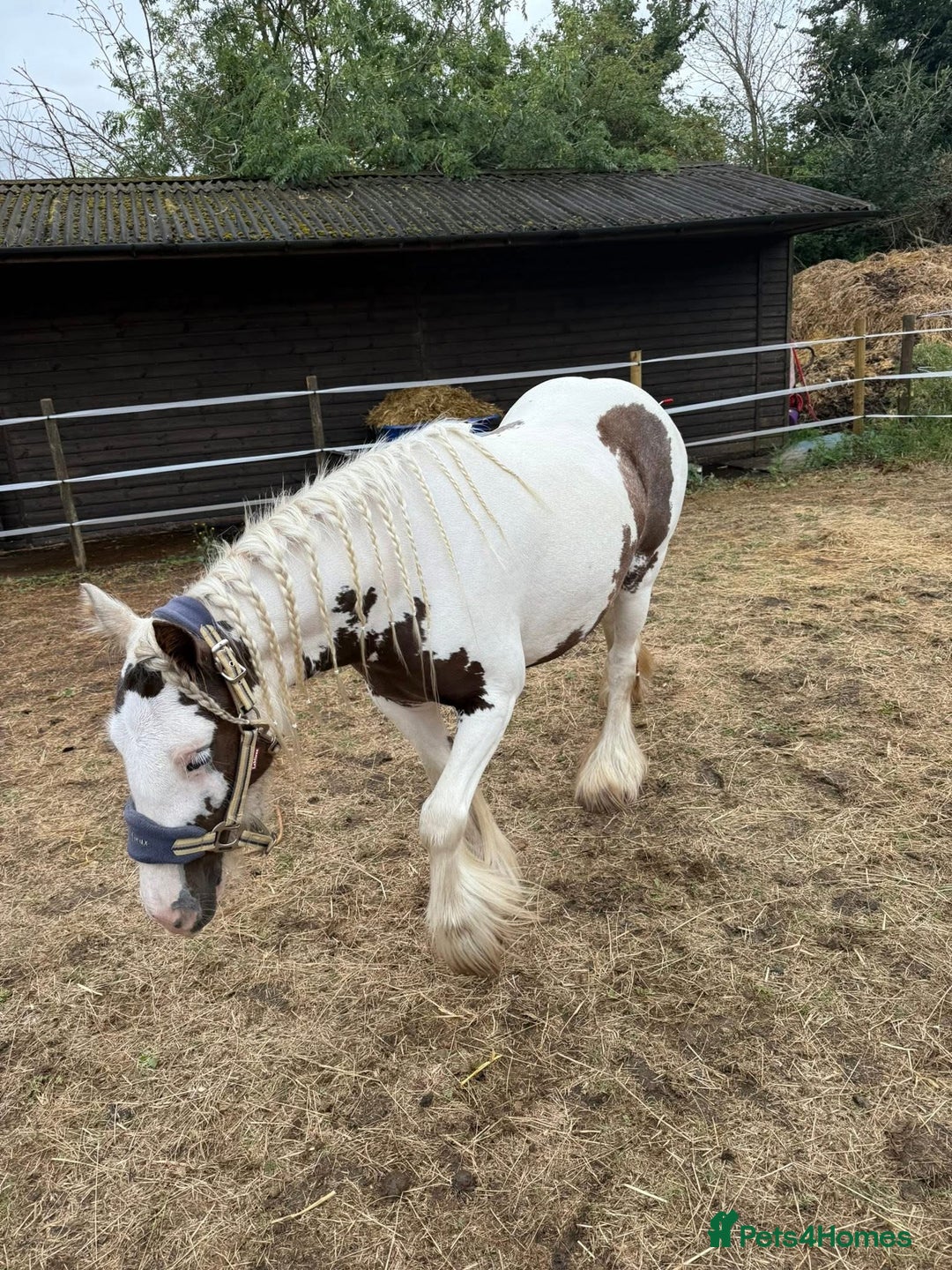Irish Cob horses for sale: 2 year old cob - Image 2