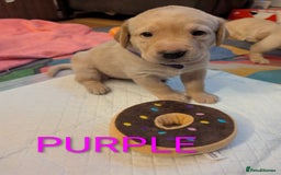 Labrador Retriever dogs for sale: Labrador puppies - Image 5