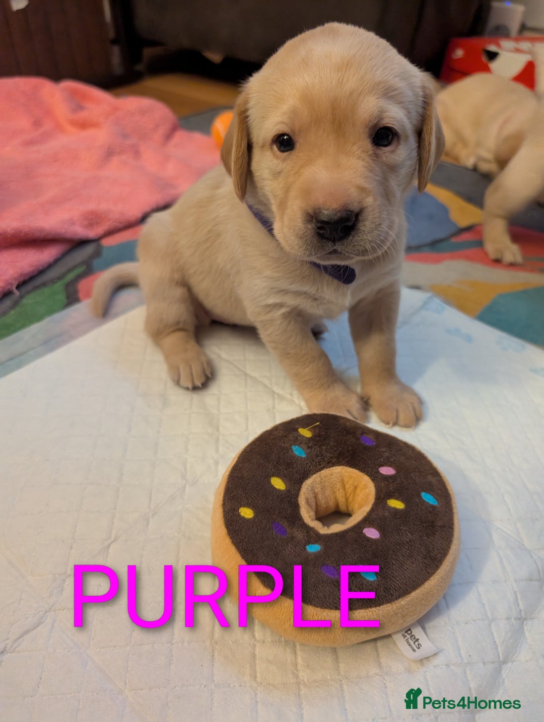 Labrador Retriever dogs for sale: Labrador puppies - Image 5