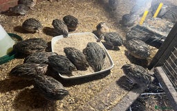 Quail poultry for sale: 11 female and 2 male quail for sale  - Image 2