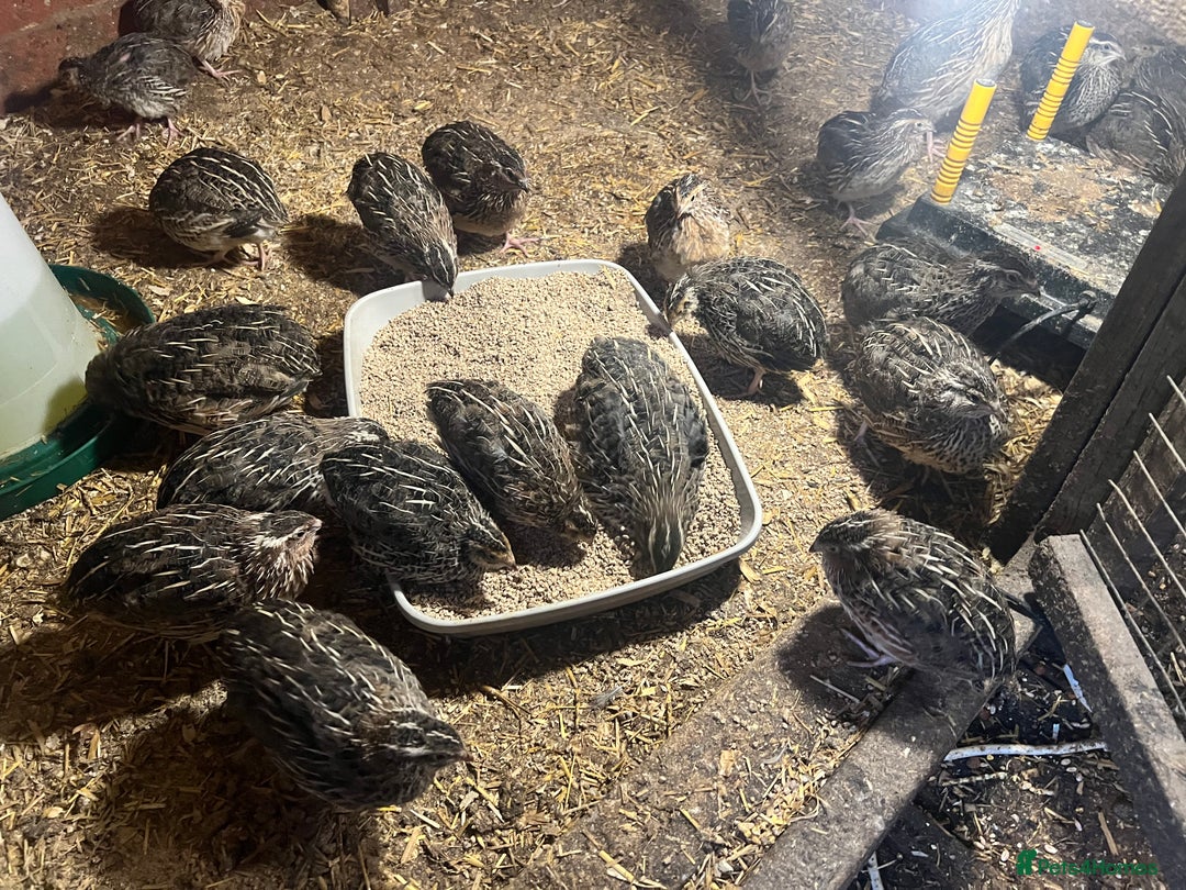 Quail poultry for sale: 11 female and 2 male quail for sale  - Image 2