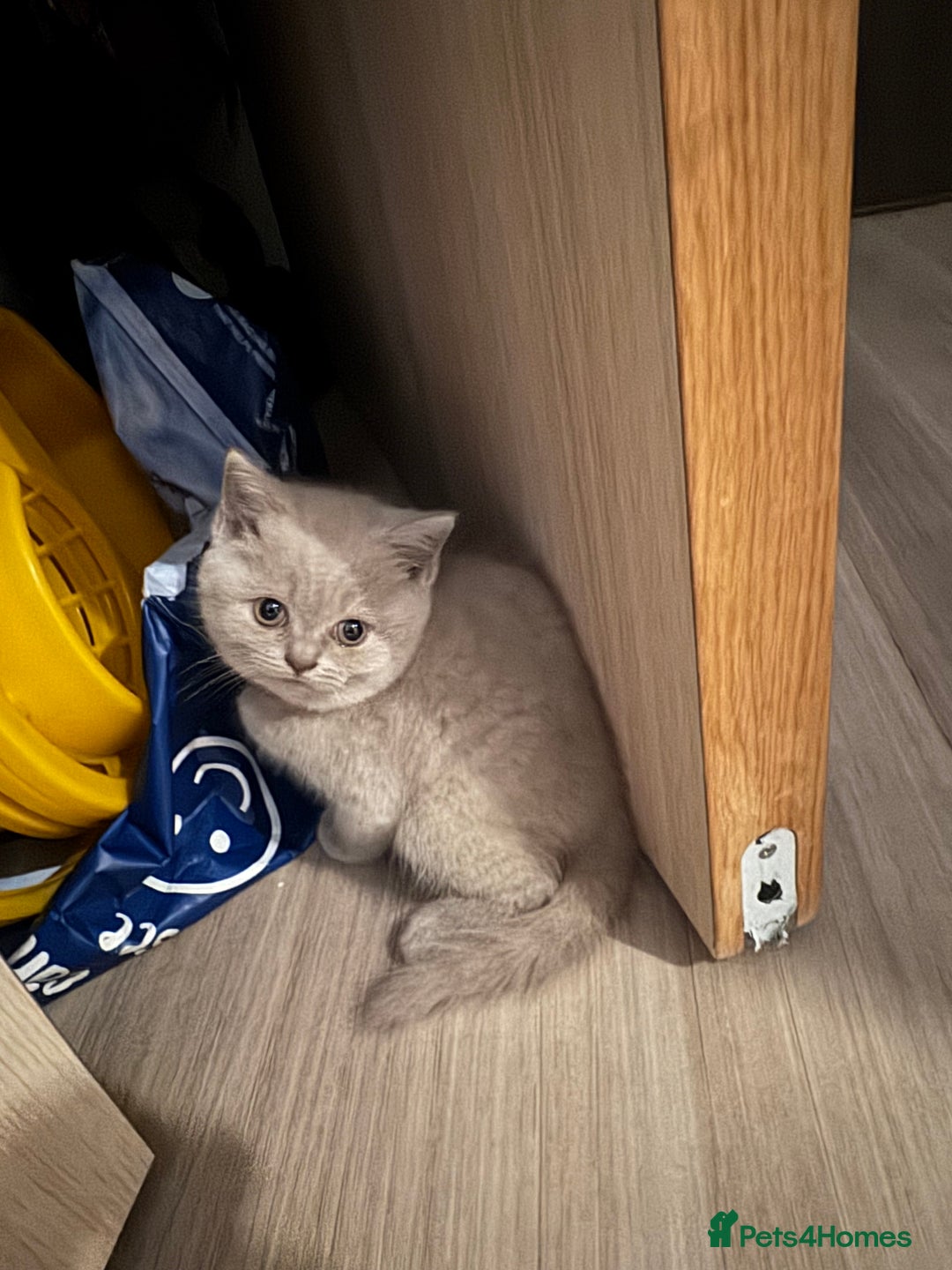 British Shorthair cats for sale: Lilac British Shorthair Kittens - 2 boys 3 girls - Image 17