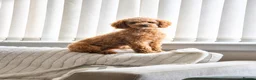 Toy Poodle dogs for stud: Red Toy Poodle Stud - Advert 1