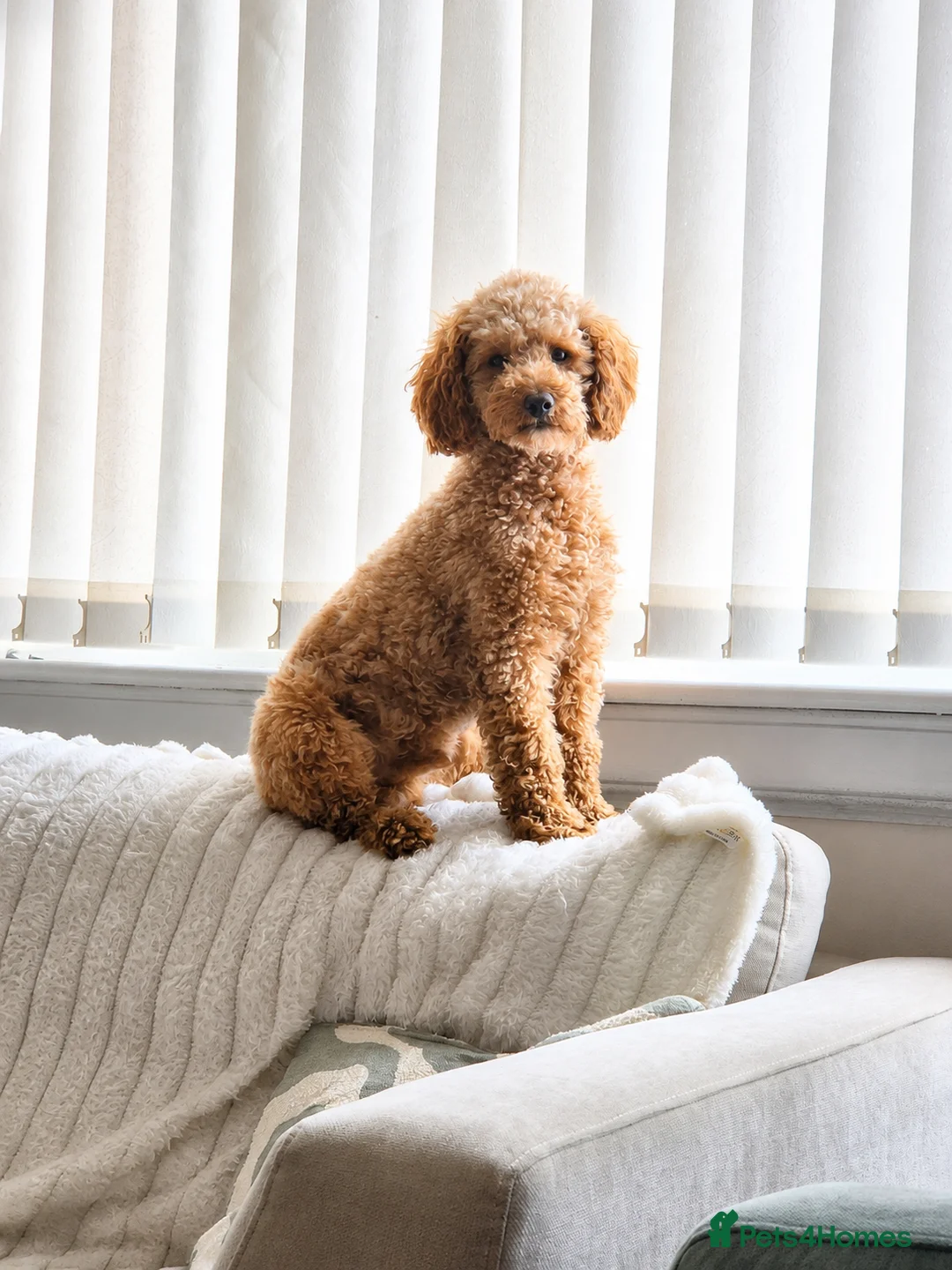 Toy Poodle dogs for stud: Red Toy Poodle Stud - Advert 1