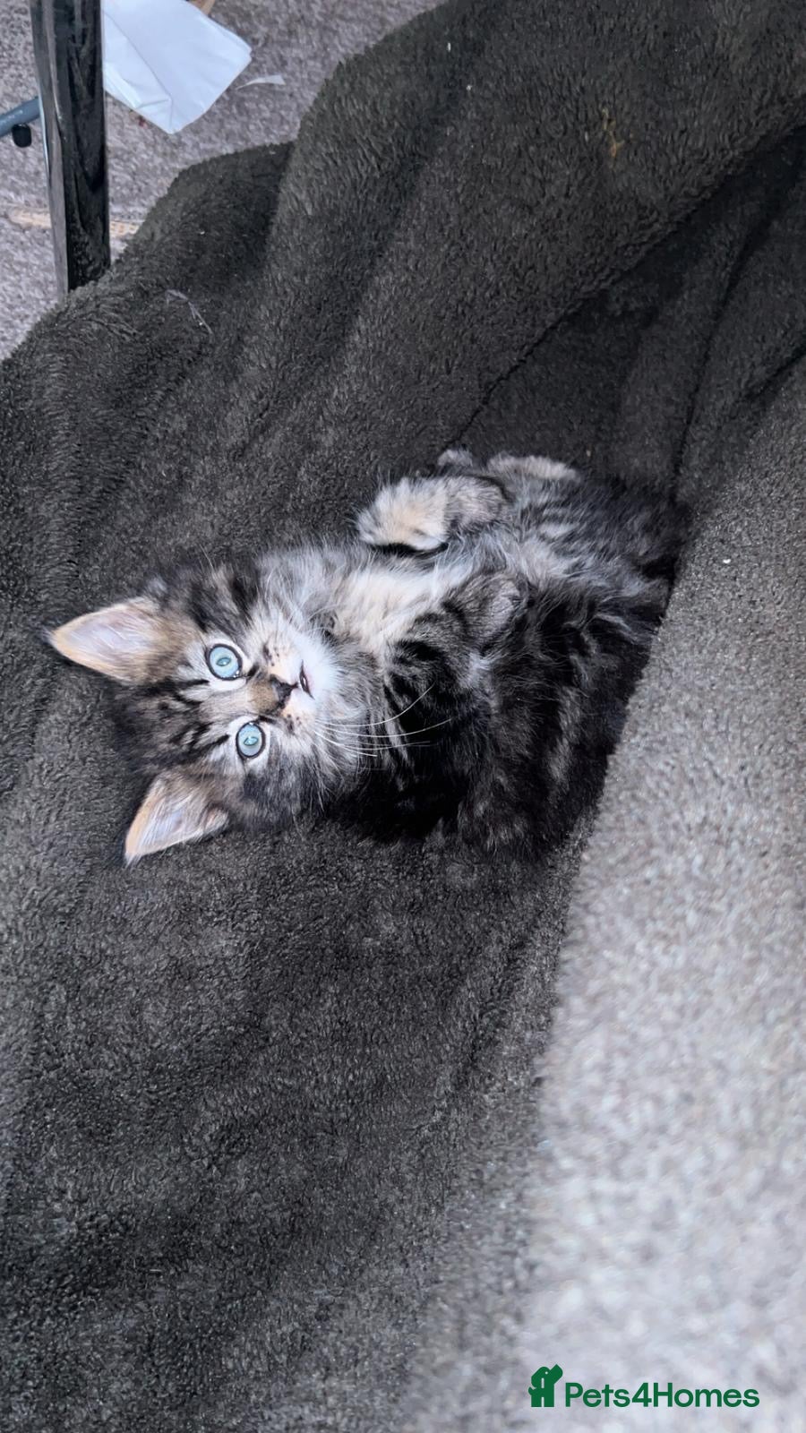 Mixed Breed cats Kitten  - Advert 1