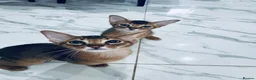 Abyssinian cats for sale: TICA registered boy and girl - Advert 8