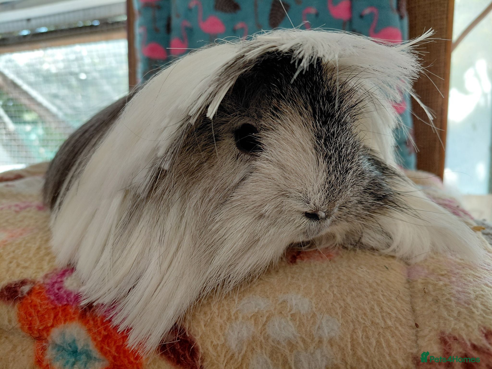Guinea Pig rodents Baby Longhaired Sheltie Boars/Brothers RTR - Advert 5