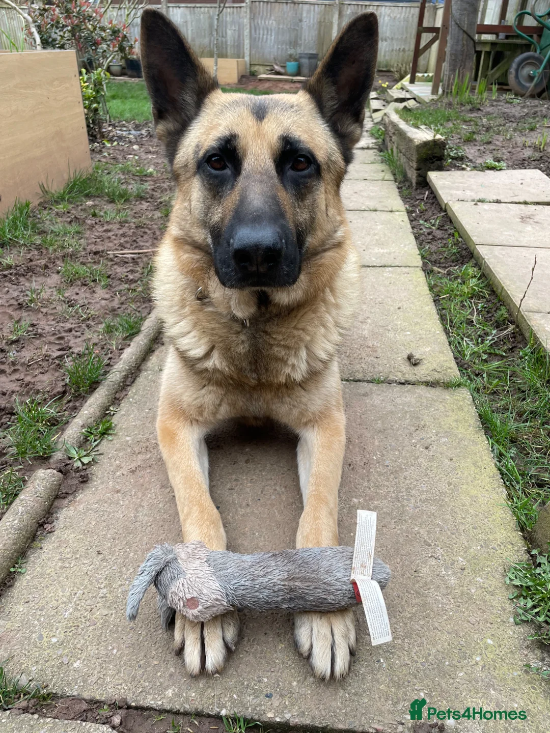 German Shepherd dogs for sale: German shepherd in need of good home  - Advert 1