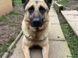 German Shepherd dogs German shepherd in need of good home - Advert 2