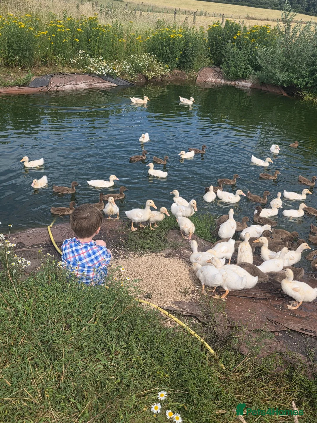 Ducks poultry for sale: 8 week old female cherry valleys and Karki  - Advert 2