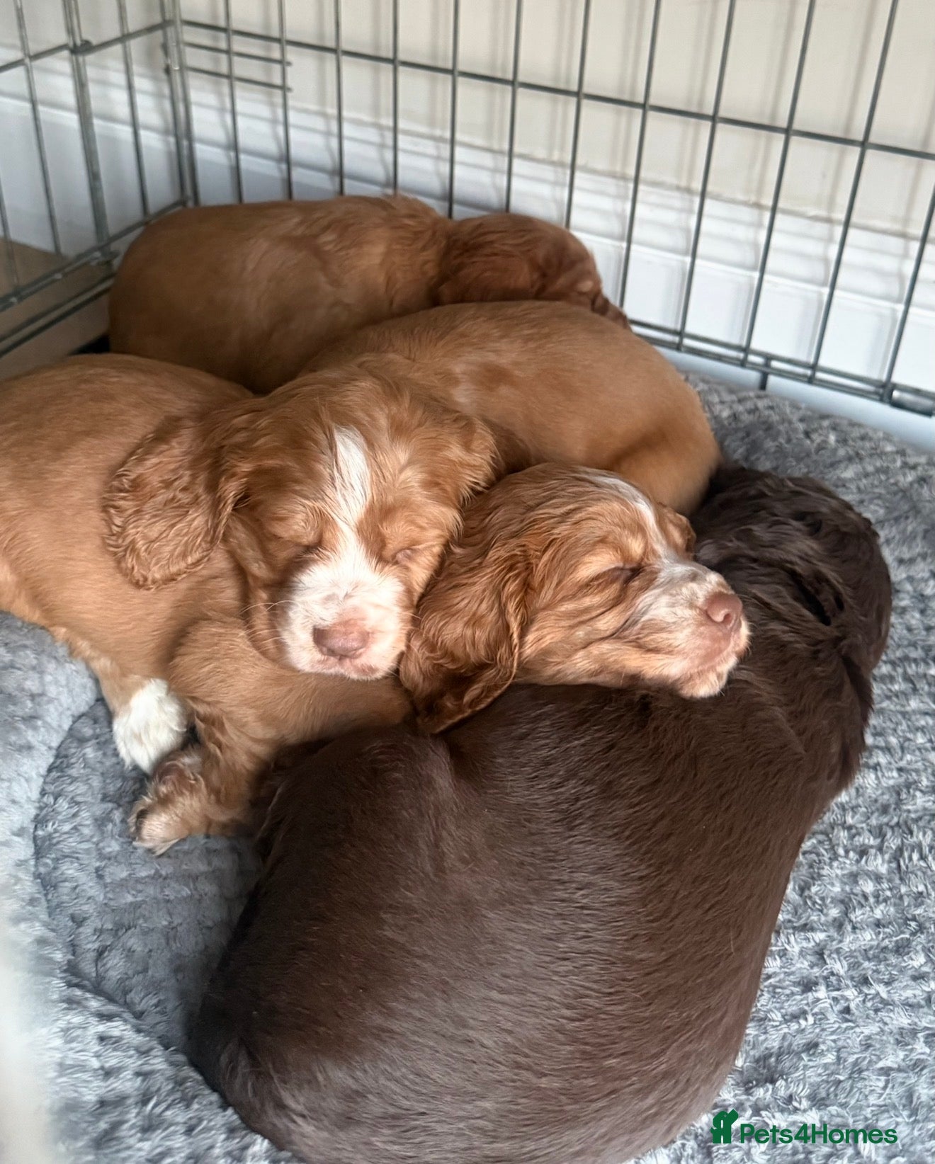 Cocker Spaniel dogs Cocker Spaniel Puppies - Advert 6
