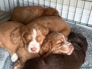 Cocker Spaniel dogs Cocker Spaniel Puppies - Advert 10