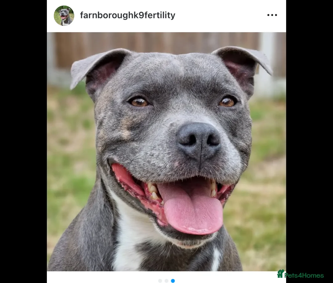 Staffordshire Bull Terrier dogs for stud: Proven Staffordshire Bull Terrier for stud in Farnborough - Advert 10