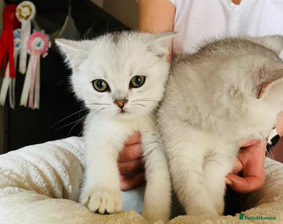 British Shorthair cats for sale: Silver Tipped British Shorthair (GCCF) in Stoke-on-Trent - Image 20