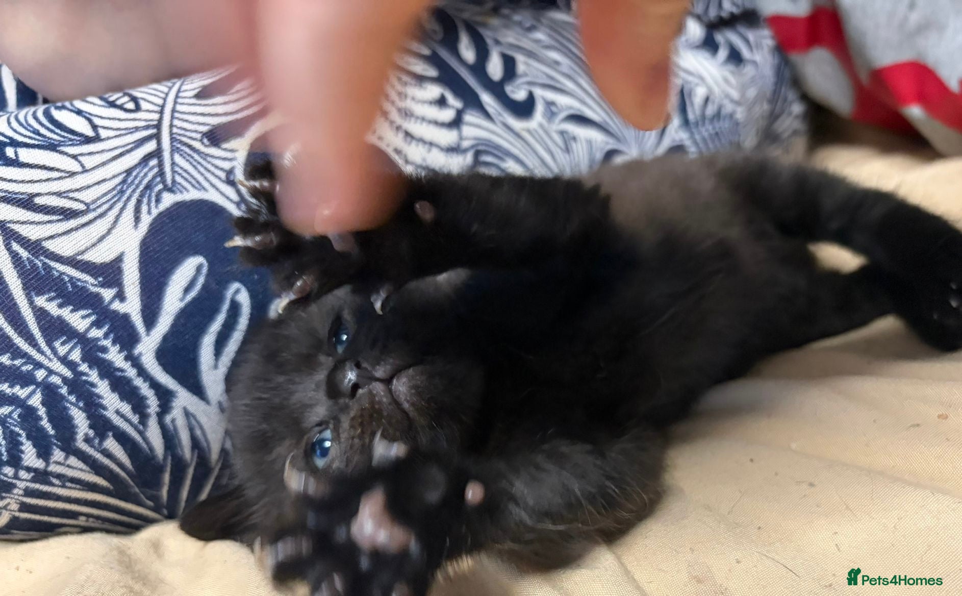 Scottish Fold cats for sale: Half Scottish fold kittens  in Bilston - Advert 20